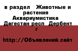  в раздел : Животные и растения » Аквариумистика . Дагестан респ.,Дербент г.